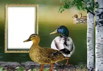 Effet photo de catégorie Divers № 132884