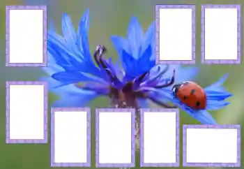 Effet photo de catégorie Divers № 205529