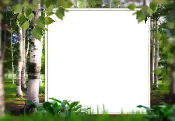 Effet photo de catégorie Eté № 128567