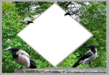 Effet photo de catégorie Eté № 131476