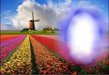 Effet photo de catégorie Eté № 36251