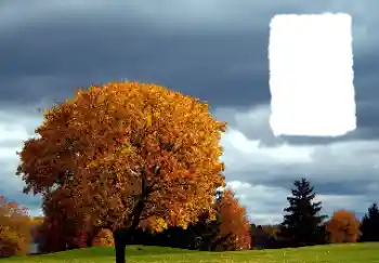Effet photo de catégorie Automne № 125889