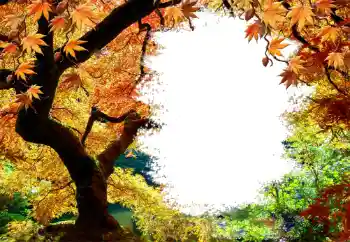 Effet photo de catégorie Automne № 127046