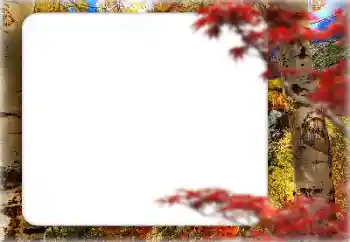 Effet photo de catégorie Automne № 127331