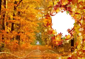 Effet photo de catégorie Automne № 174120