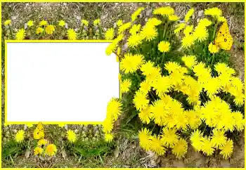 Effet photo de catégorie Cadres de photo pour femmes № 116202
