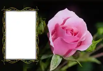 Effet photo de catégorie Cadres de photo pour femmes № 126936