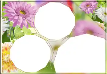 Effet photo de catégorie Cadres de photo pour femmes № 170418